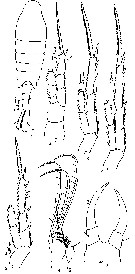 Espèce Tortanus (Boreotortanus) discaudatus - Planche 13 de figures morphologiques